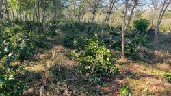 PTPN Resmi Laporkan Aksi Perusakan Kebun Kopi di Ijen, Kerugian Negara Capai Rp400 Juta Lebih Berikut ini tanggapan lengkap Java Coffee Estate