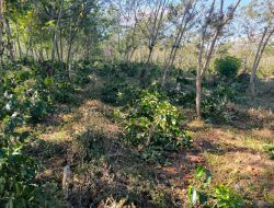 PTPN Resmi Laporkan Aksi Perusakan Kebun Kopi di Ijen, Kerugian Negara Capai Rp400 Juta Lebih Berikut ini tanggapan lengkap Java Coffee Estate