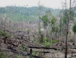 Banjir Bandang Akhir 2025 Pertegas Dampak Kerusakan Lingkungan di Probolinggo dan Situbondo