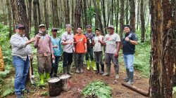 Cek Kesiapan Sarana Produksi, Perhutani KPH Bondowoso Optimalkan Produksi Kayu dan Getah Pinus