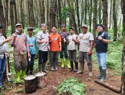 Cek Kesiapan Sarana Produksi, Perhutani KPH Bondowoso Optimalkan Produksi Kayu dan Getah Pinus