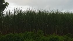 Tebu Menguasai Kawasan Hutan, LSM SITI JENAR Sindir Keras Lemahnya Pengawasan Negara