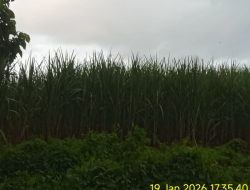 Tebu Menguasai Kawasan Hutan, LSM SITI JENAR Sindir Keras Lemahnya Pengawasan Negara